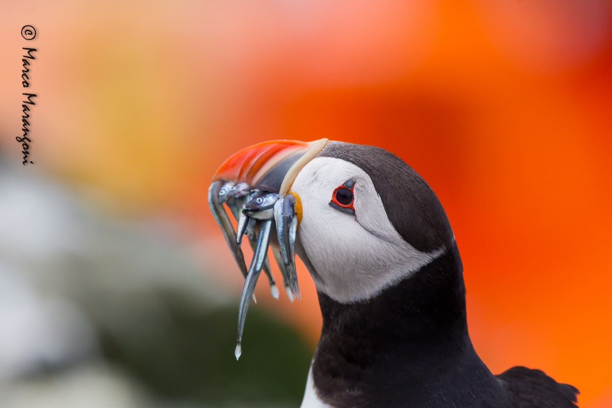 Puffin