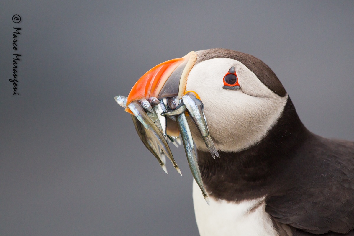 Puffin