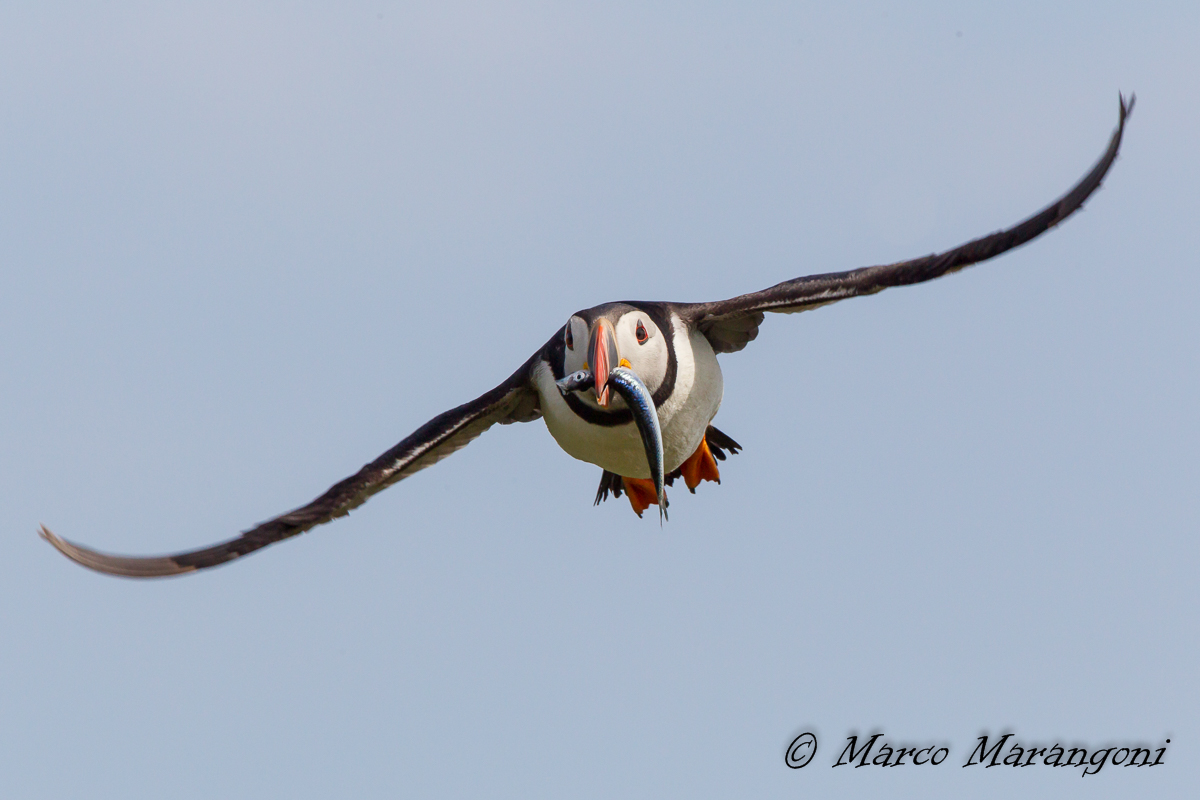 Puffin