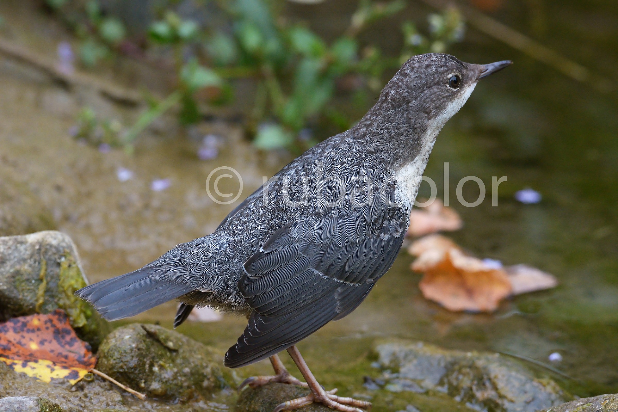 The feathers of young bird skillful diver