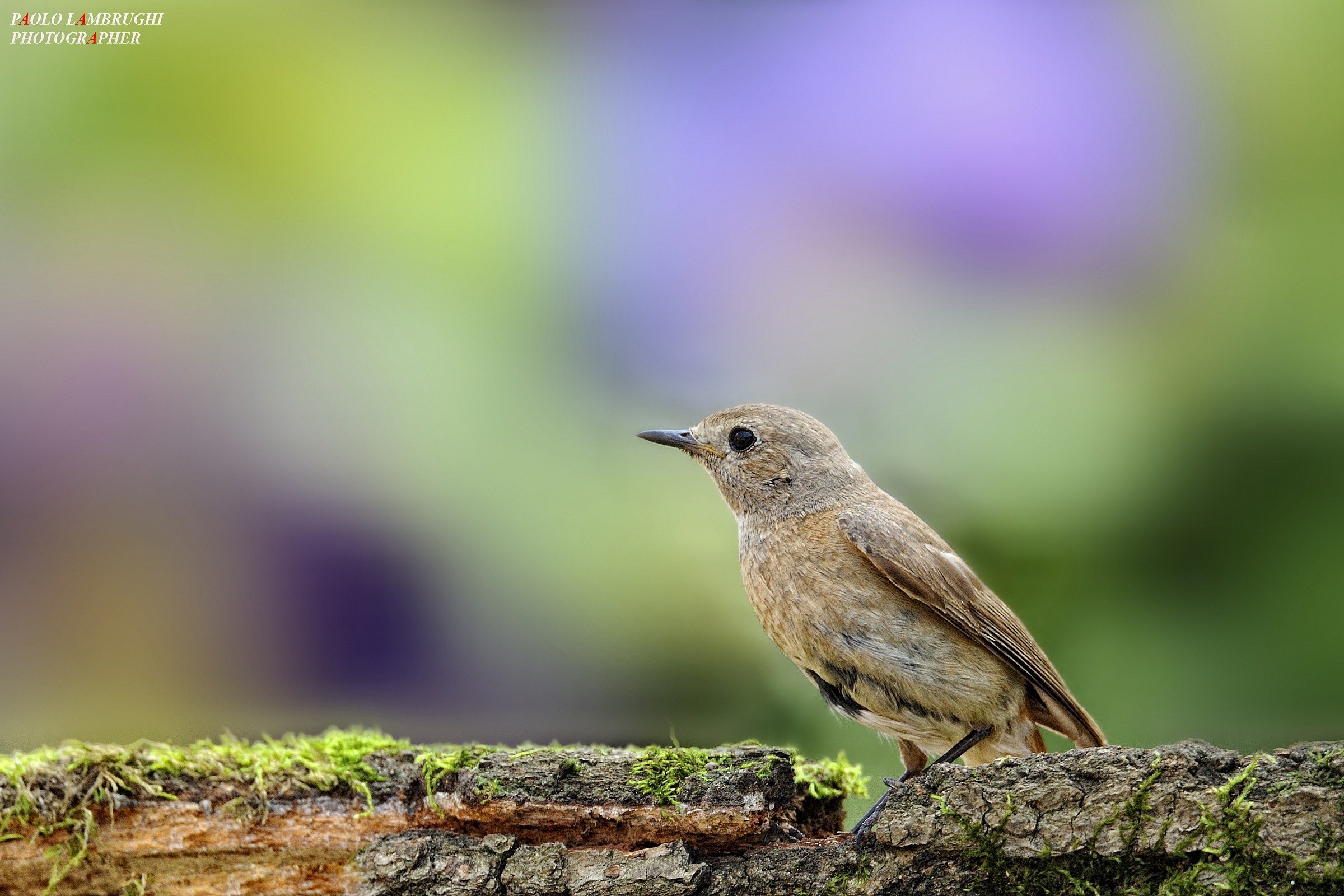 Codirosso Femmina... tamron SP 150-600mm f/5-6.3 VC USD