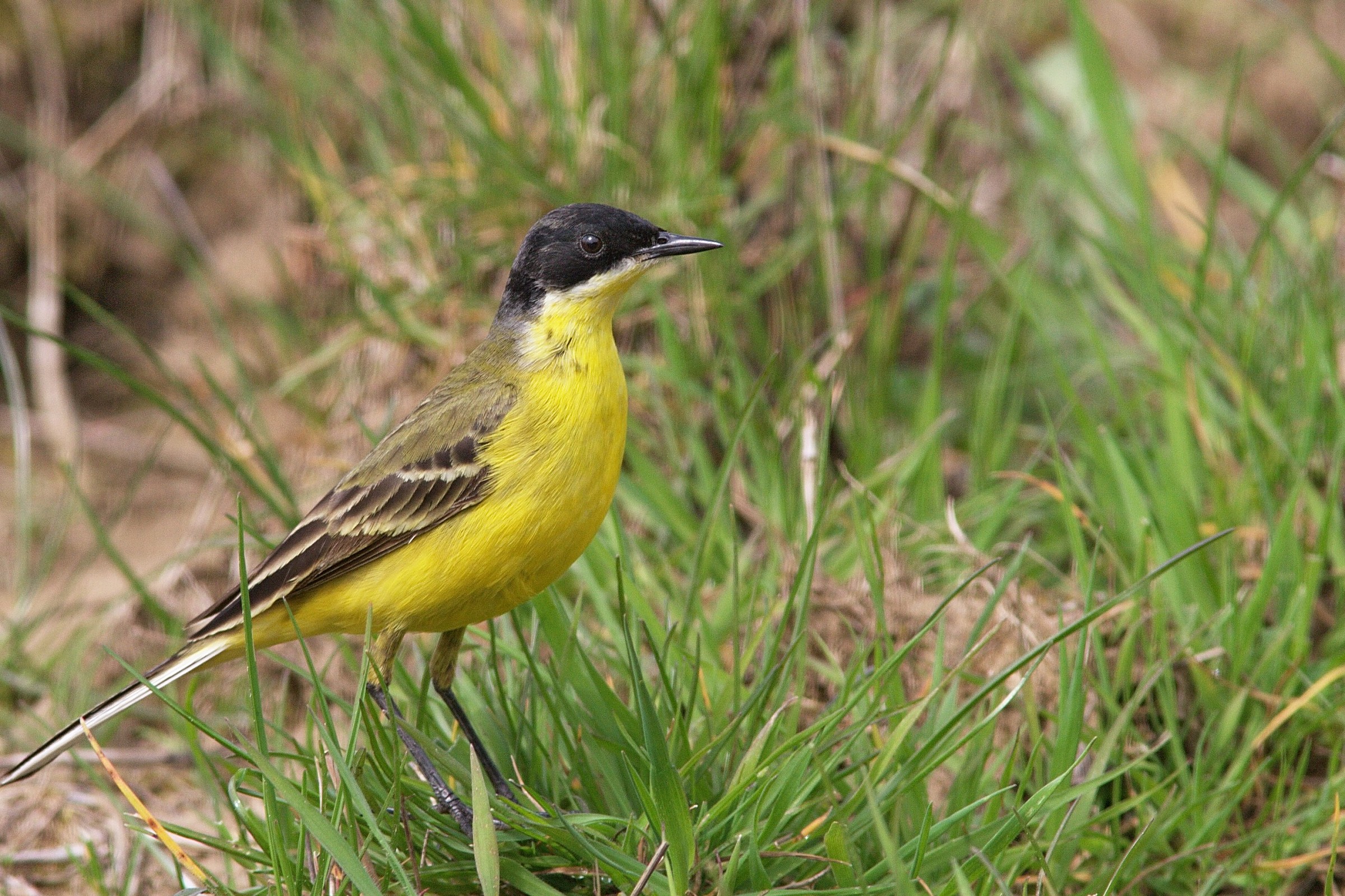 Cutrettola (SS Feldegg?)