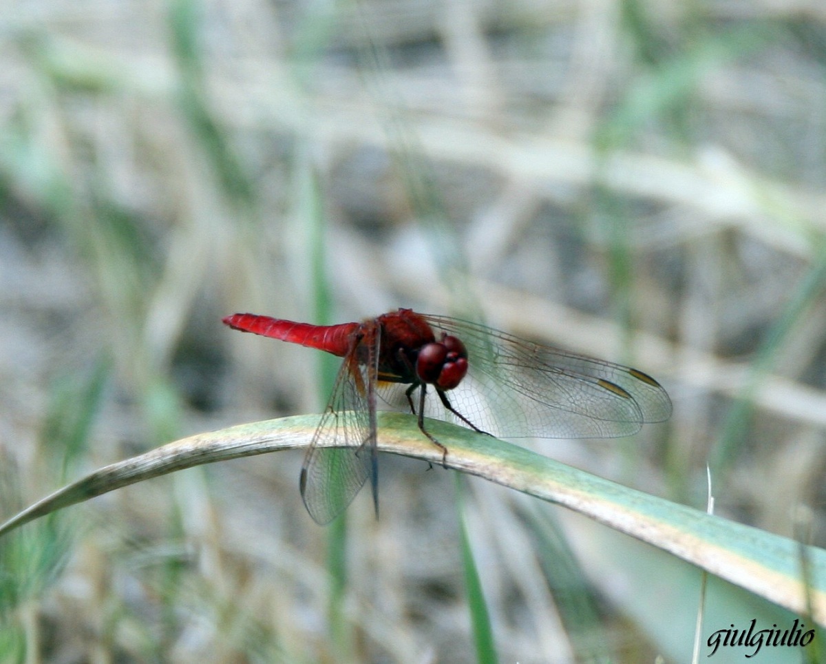 red dragonfly