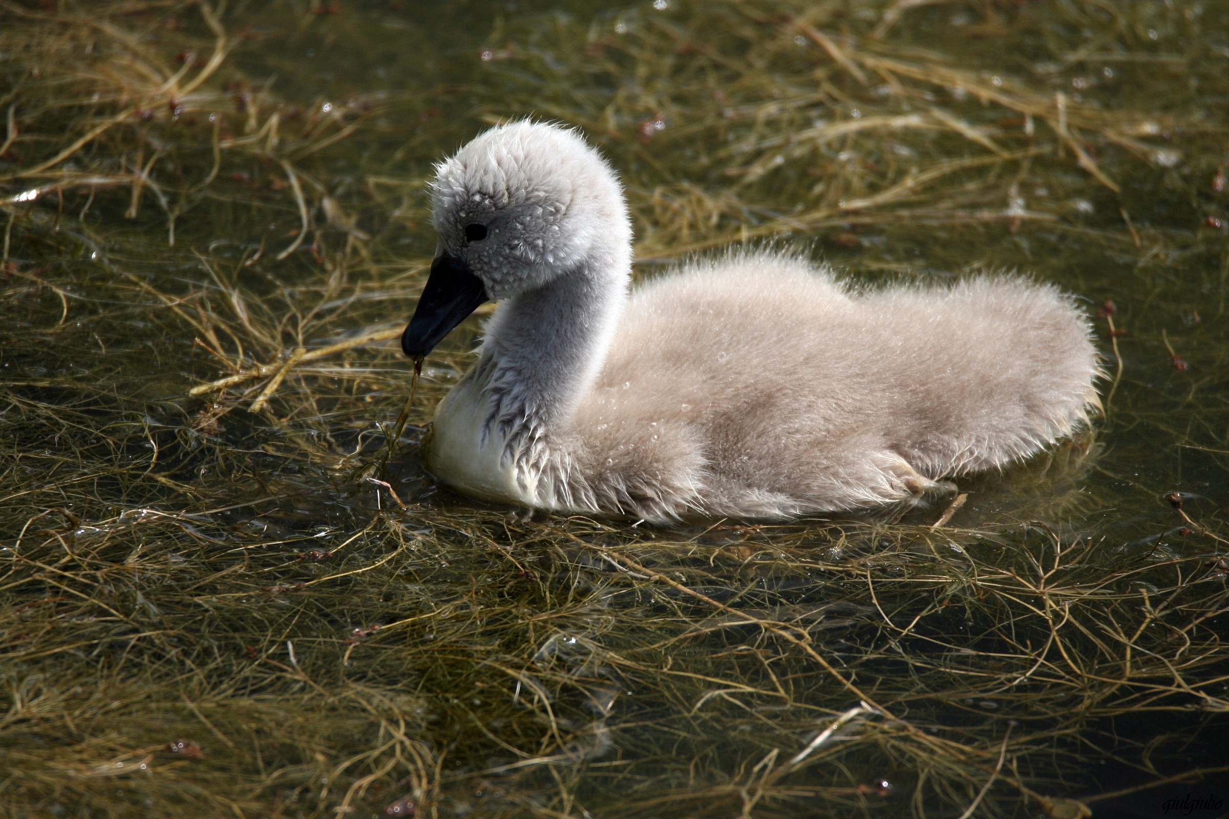 little swan