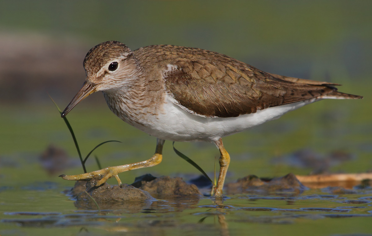 Common Sandpiper
