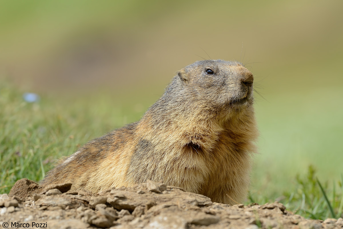 Marmot Portrait