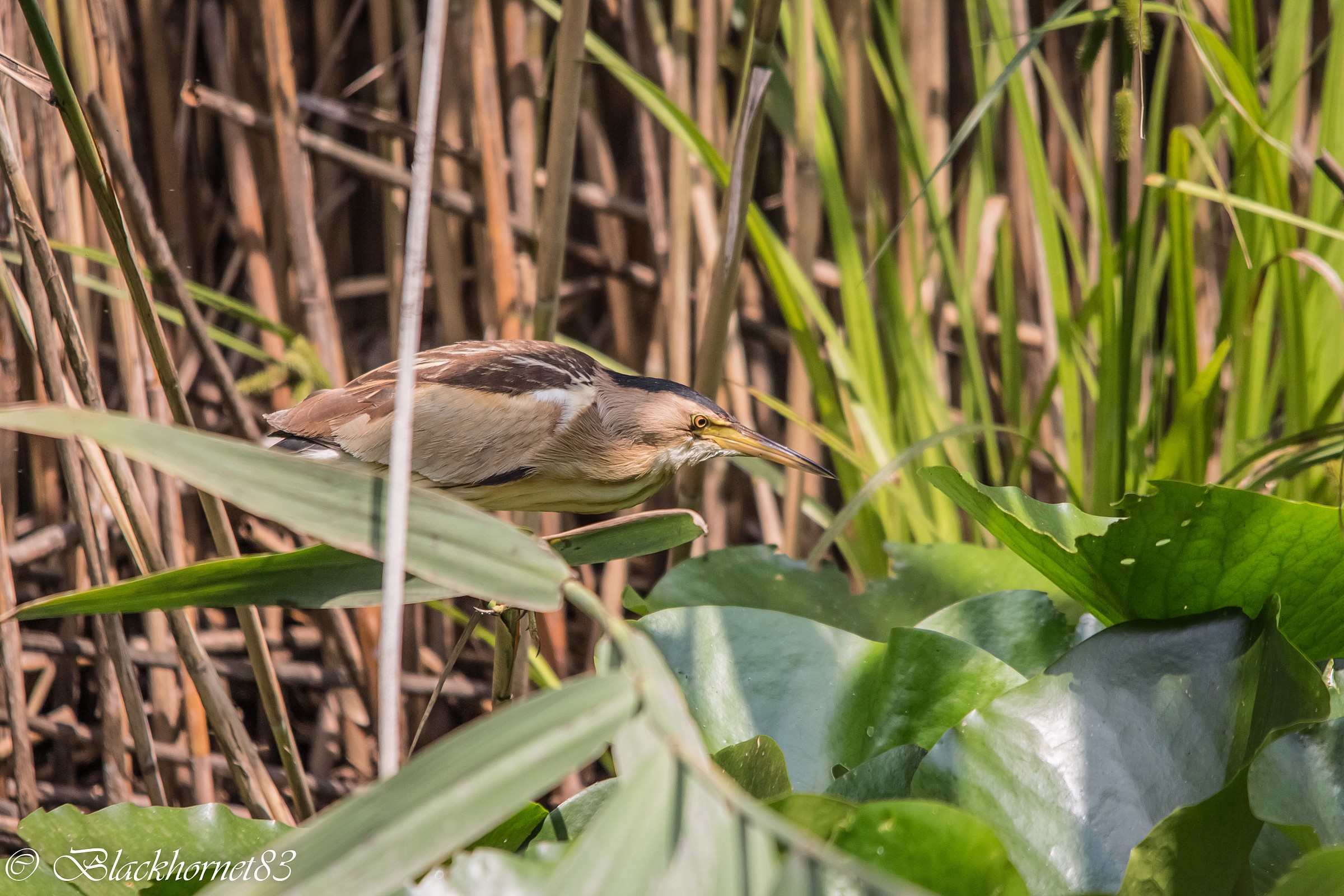 Un Tarabusino al mattino