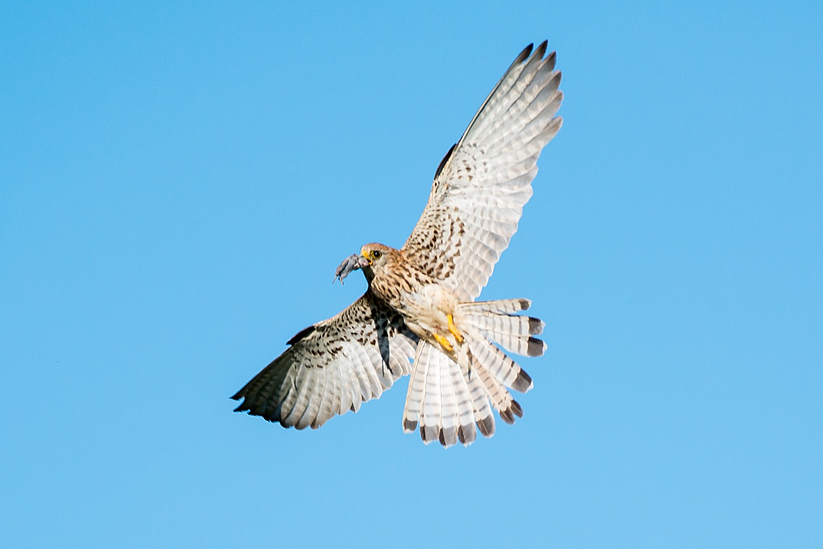 Kestrel with prey