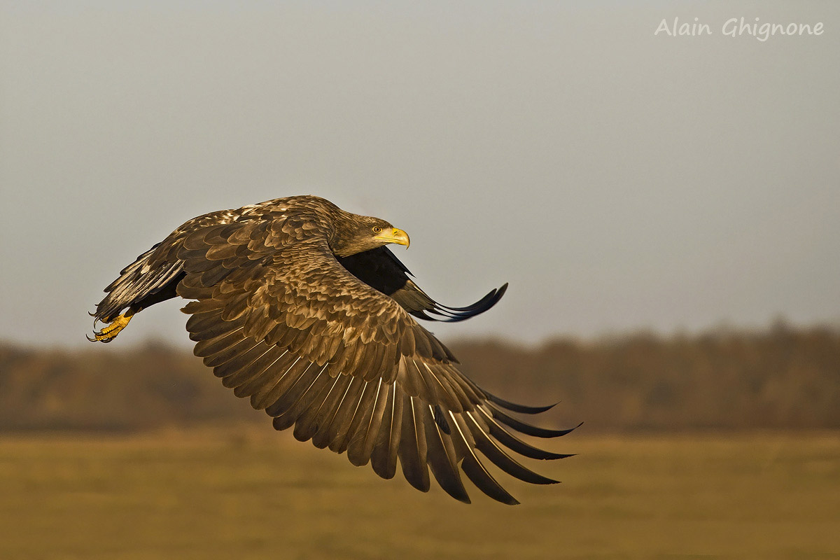 aquila di mare in volo