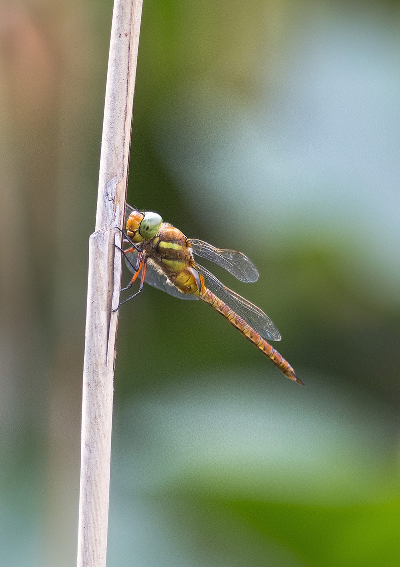 libellula posata