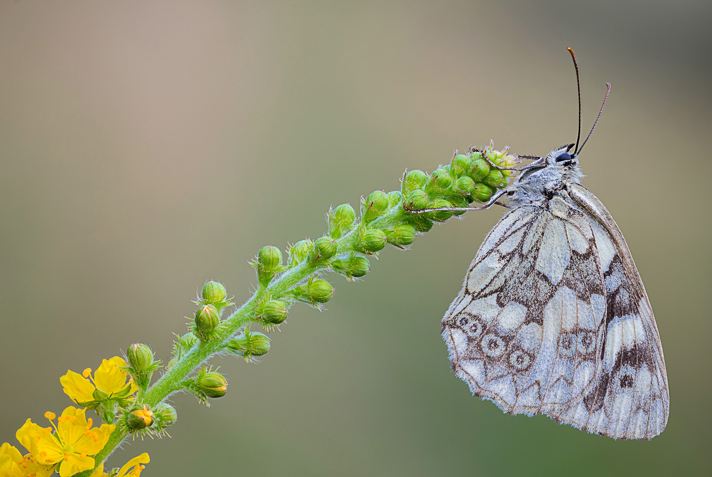 Melanargia