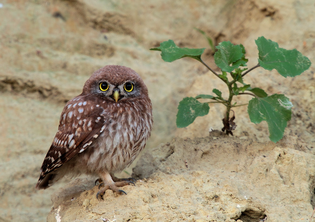 young owl at dawn