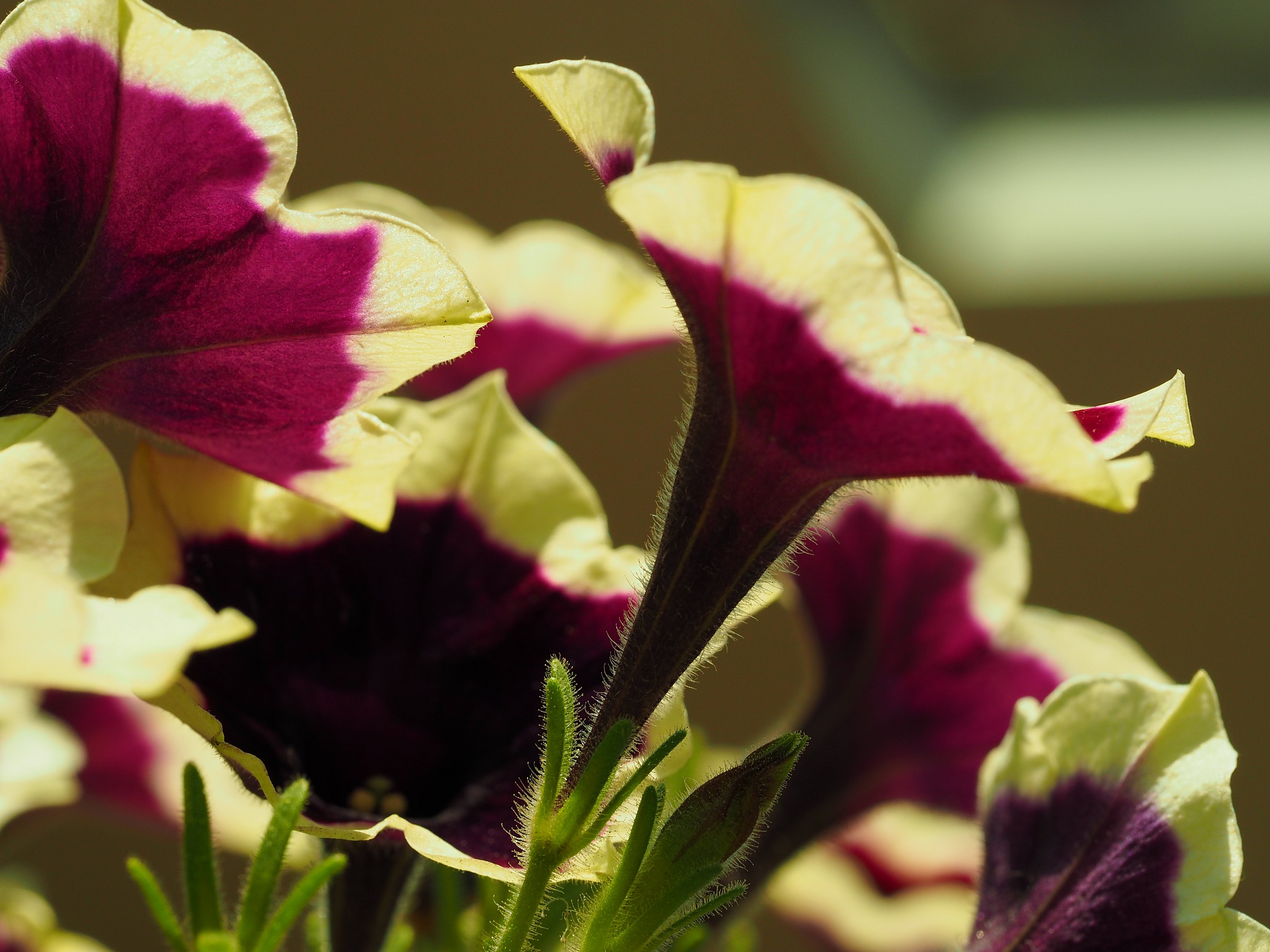 Fiori del mio giardino