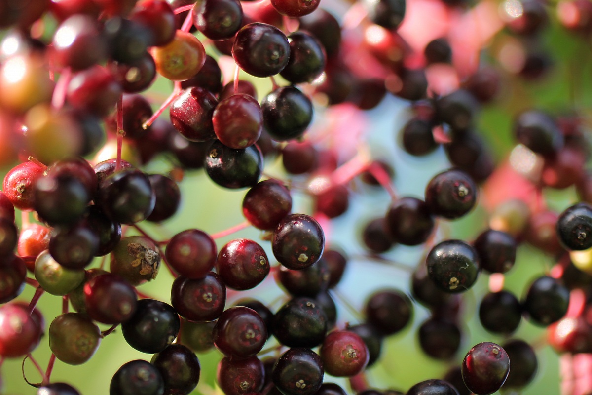 nuances of garnet ...