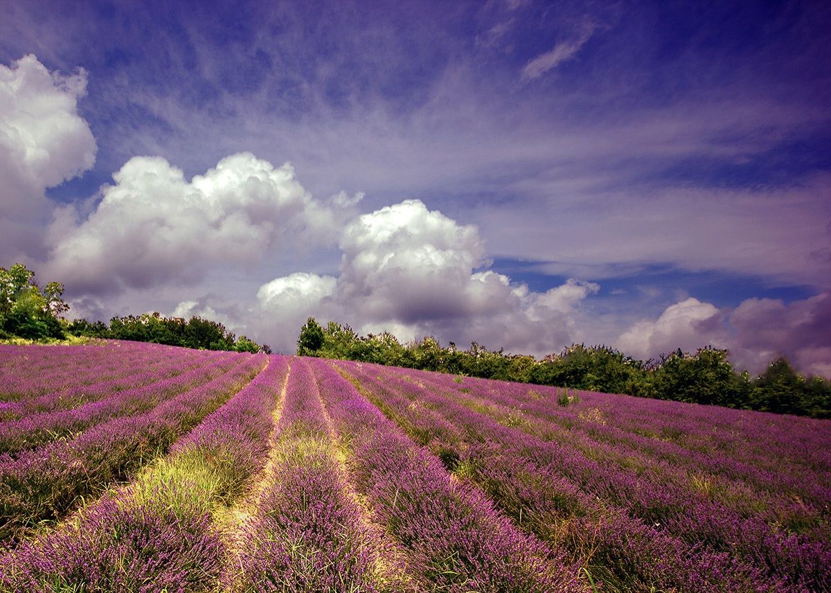 Lavender in Monferrato