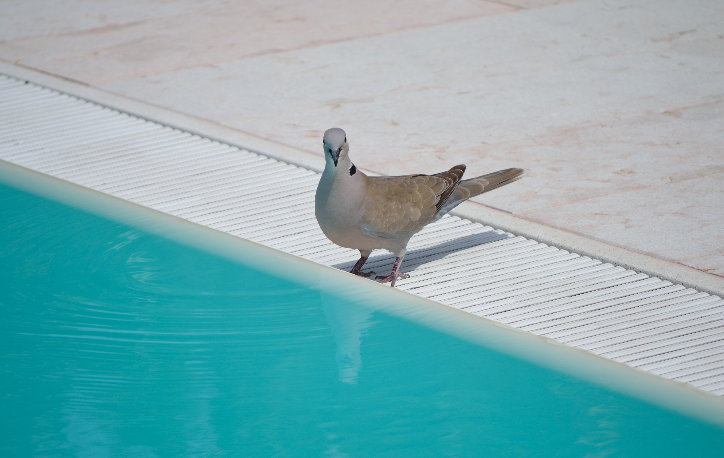 Waiting for a dip in the pool ..