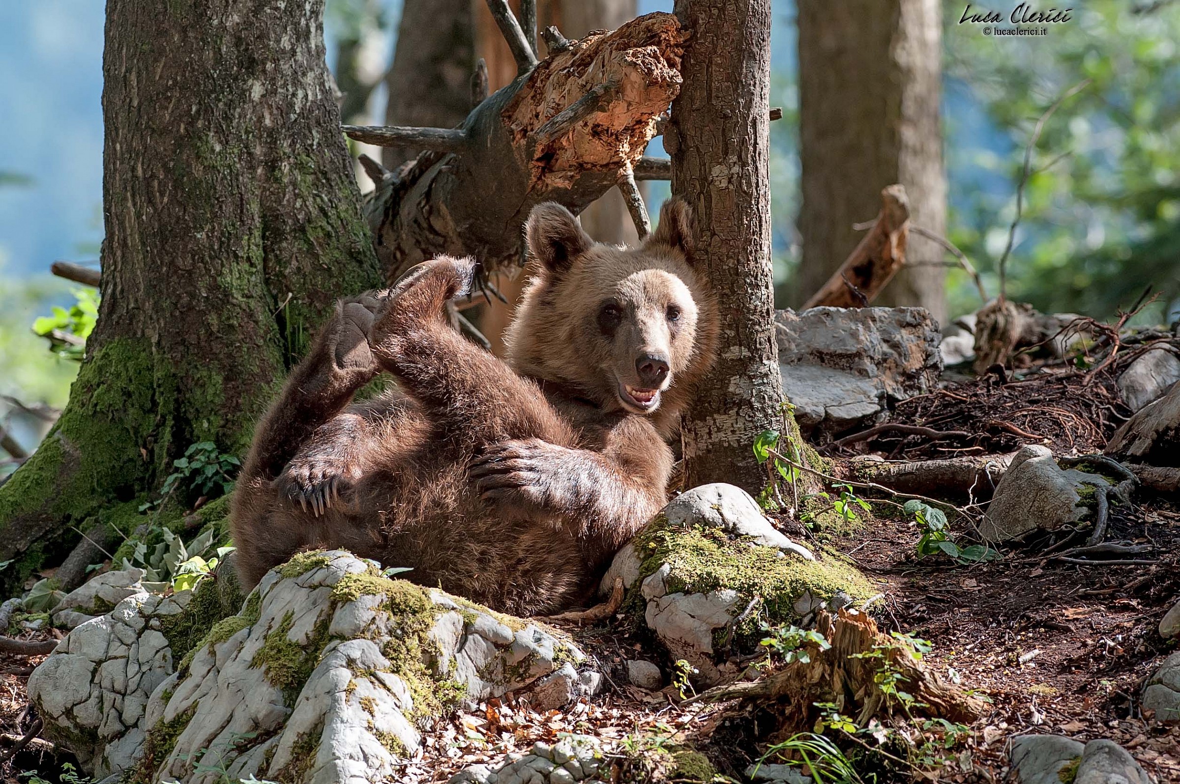 il cucciolo in relax..