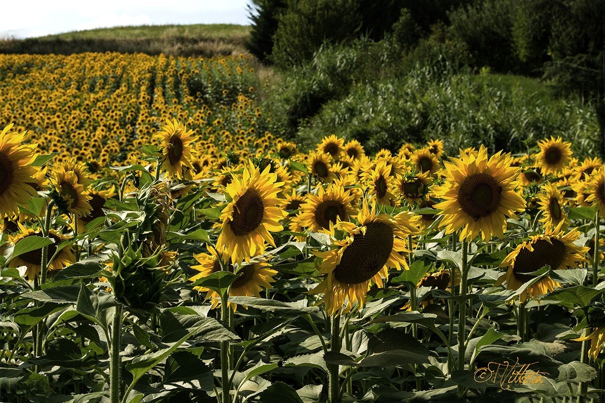 Il sorriso dei girasoli