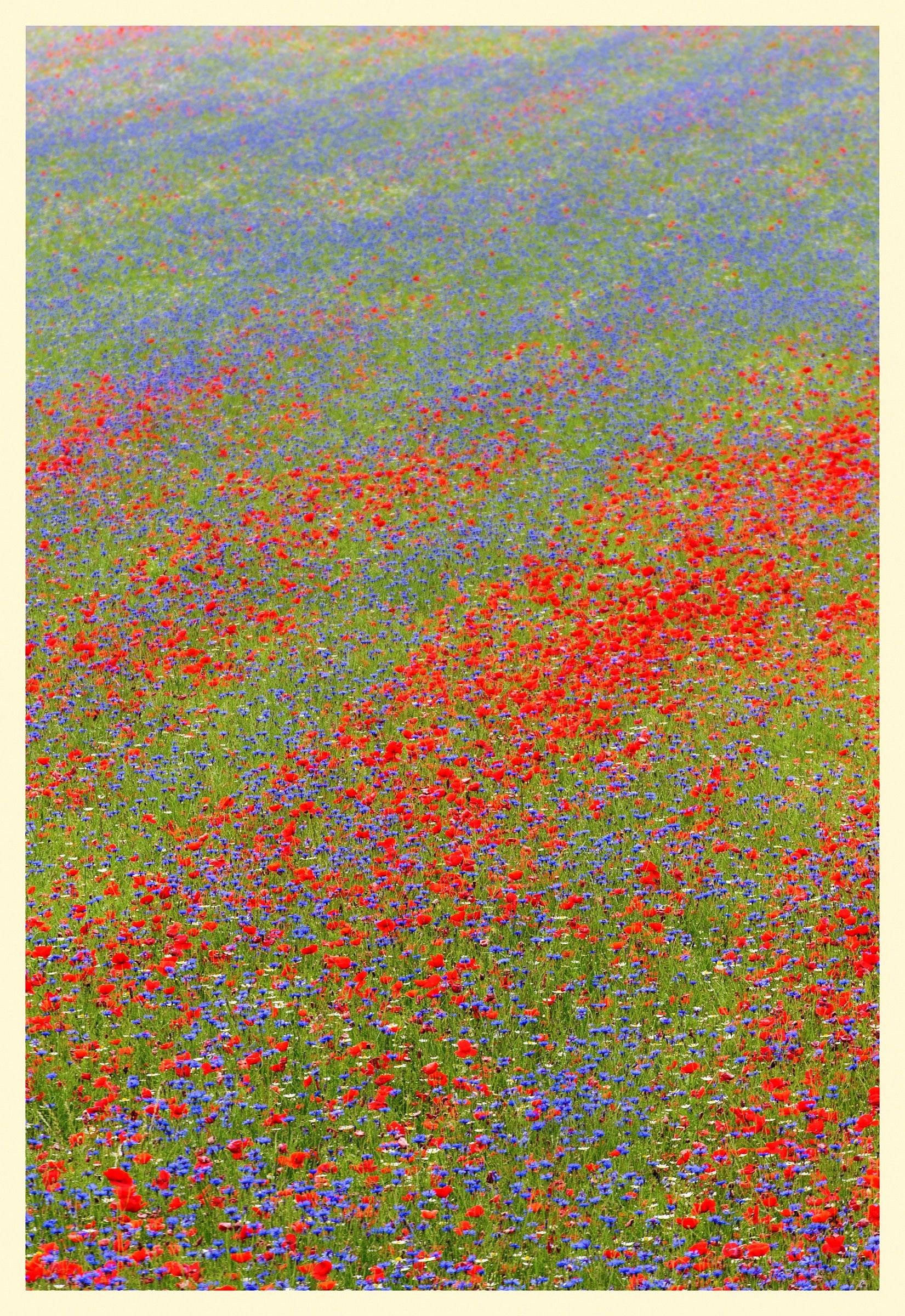 La fiorita (Castelluccio di Norcia)