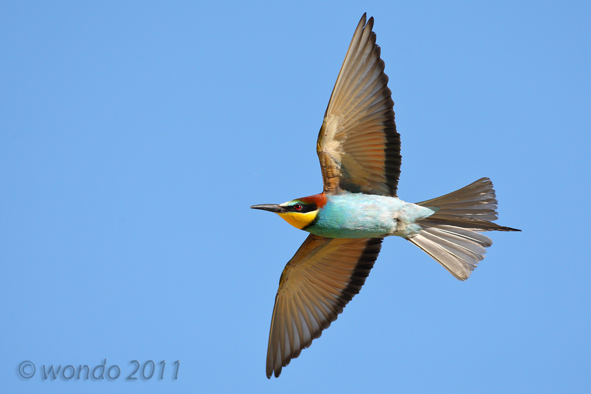 Merops apiaster (Bee) 16