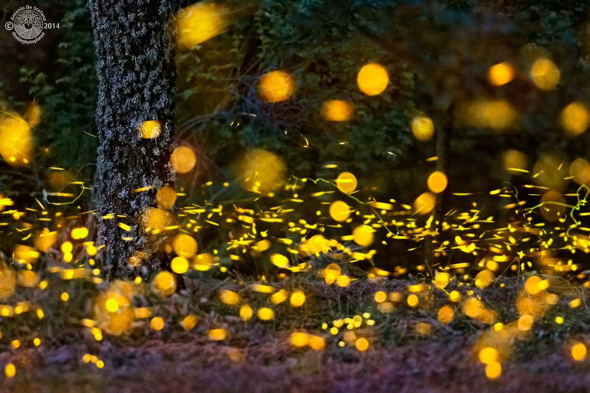 Summer Christmas (fireflies in 2014)