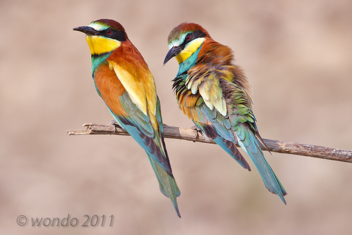 Merops apiaster (Gruccione)6