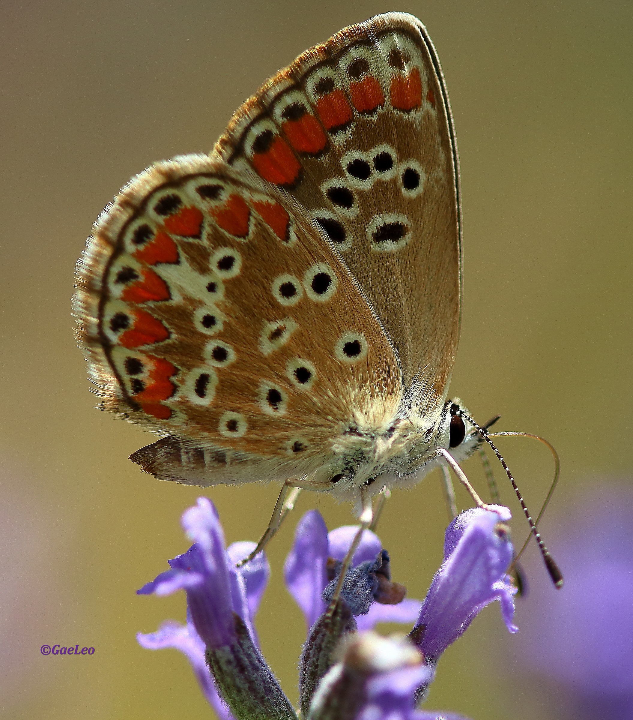 Common Blue butterfly