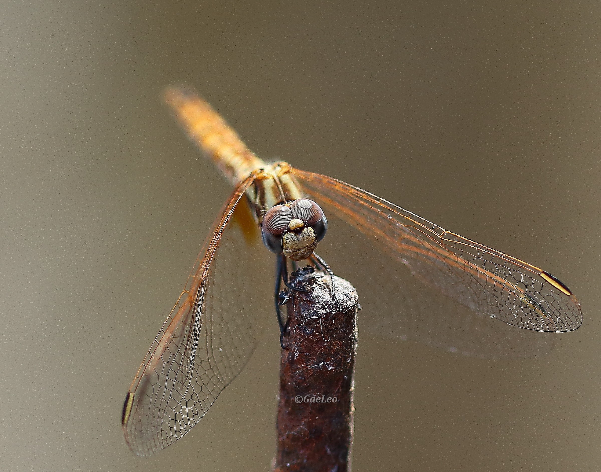 Onychogomphus forcipatus
