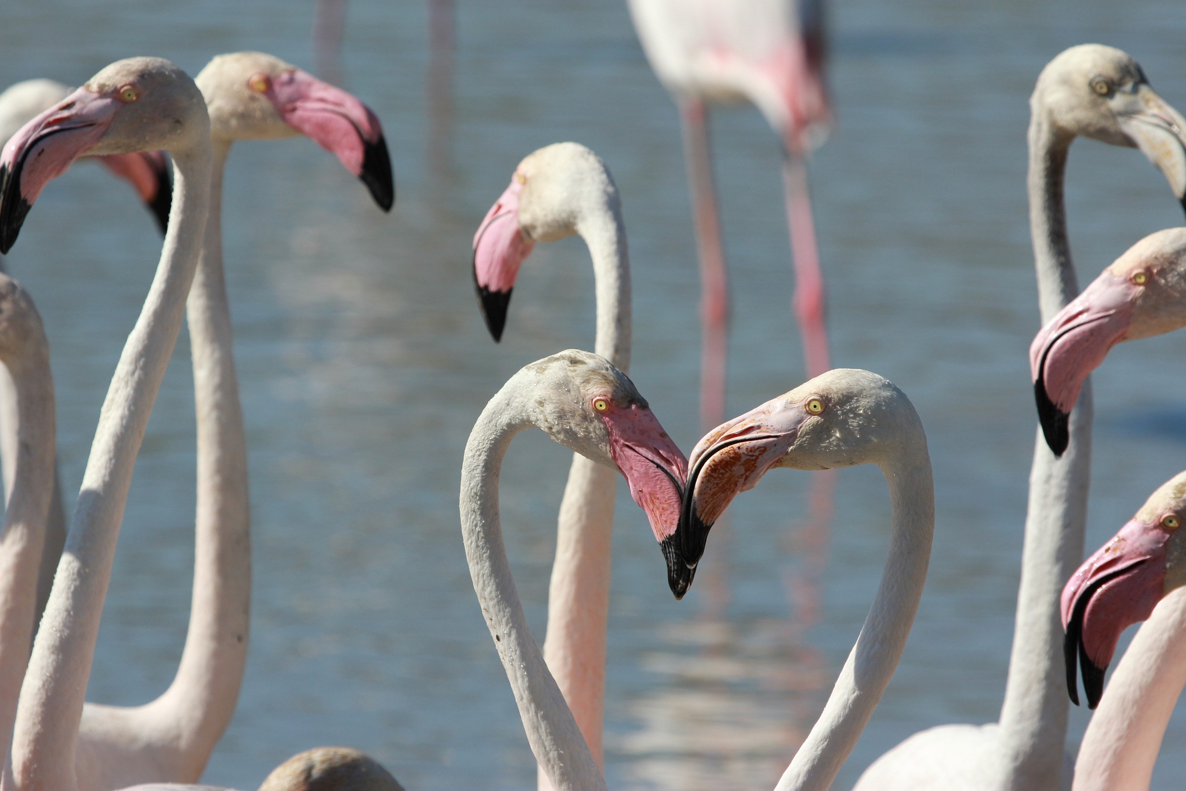 Phoenicopterus roseus
