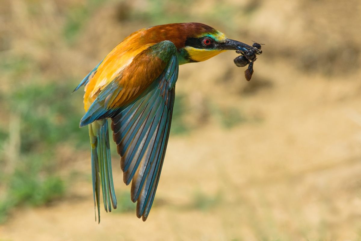bee-eater in flight
