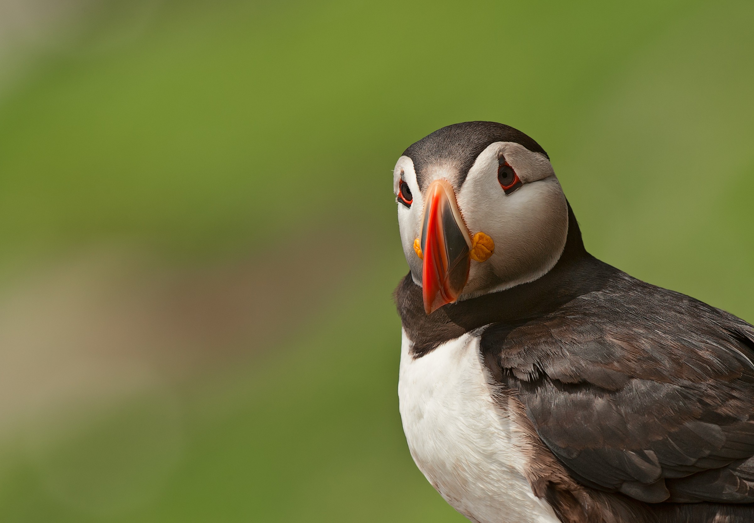 Puffin
