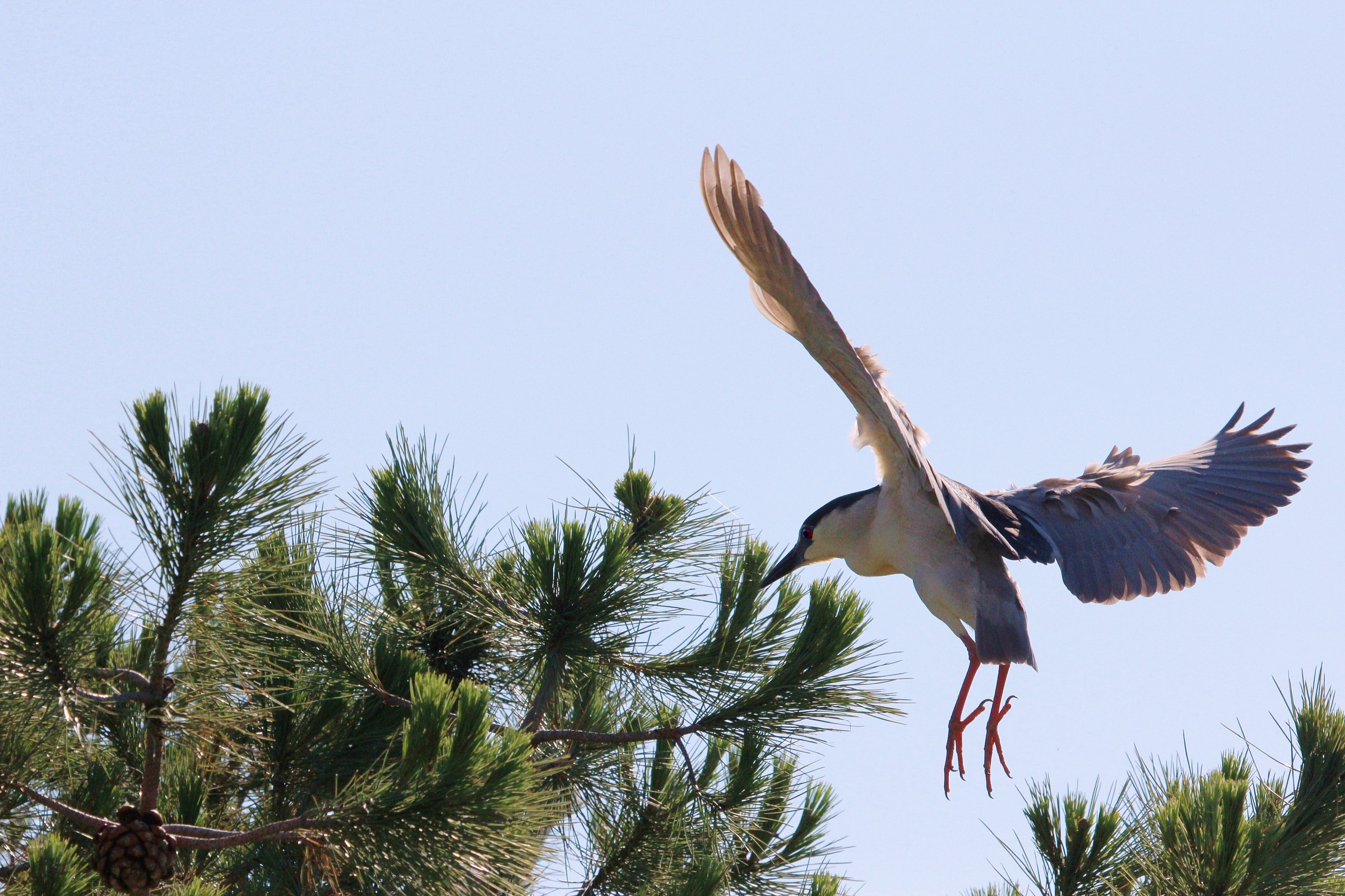 Nycticorax nycticorax