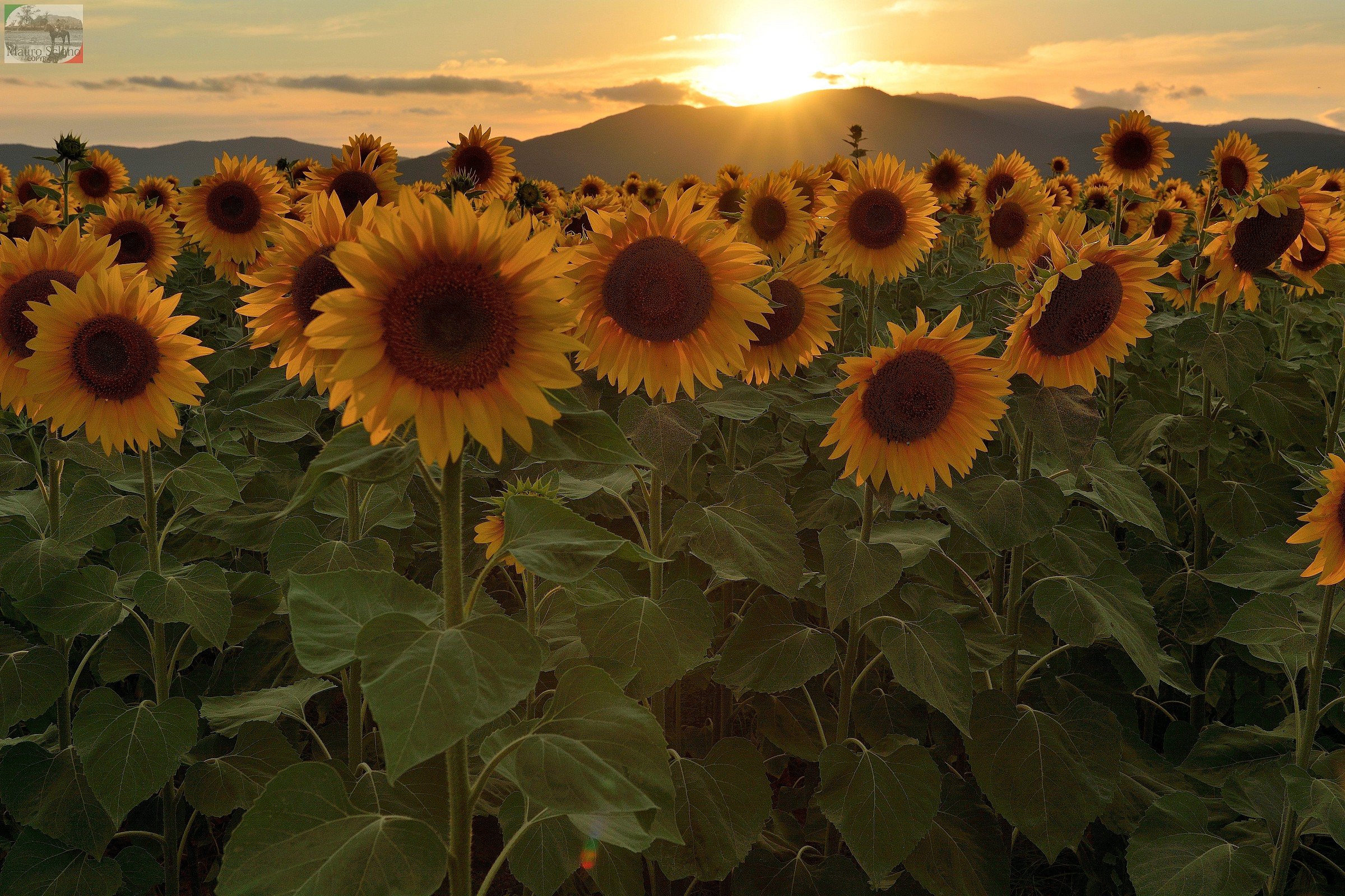 Sunflowers