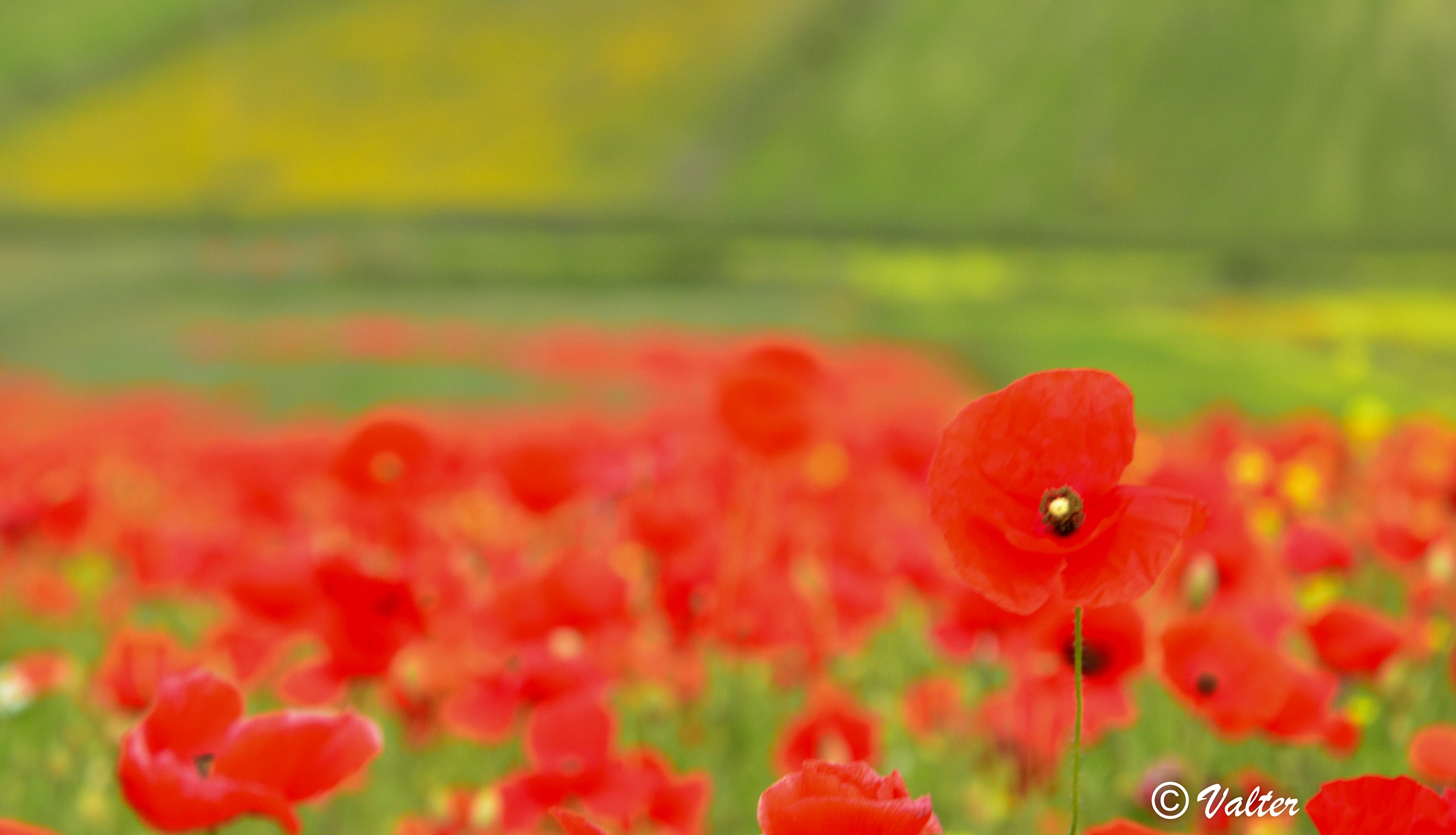 Castelluccio