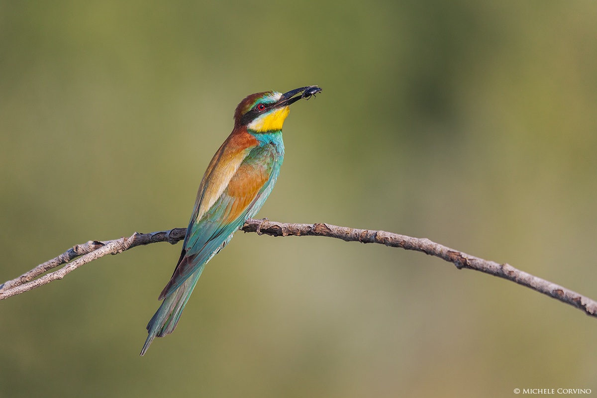 Bee-Eater