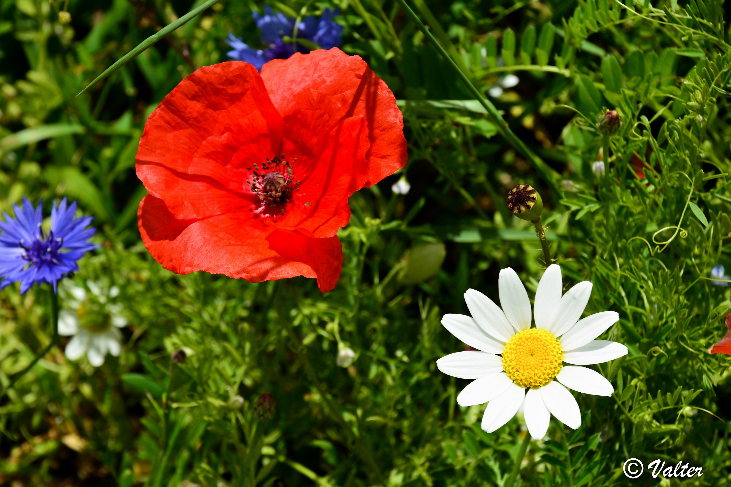 Castelluccio 7