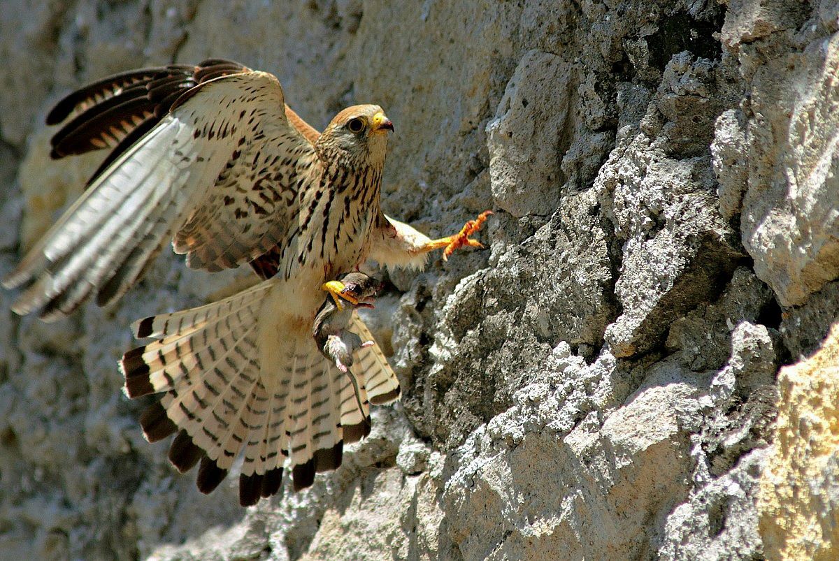 Grillaio-Arriva la cena.