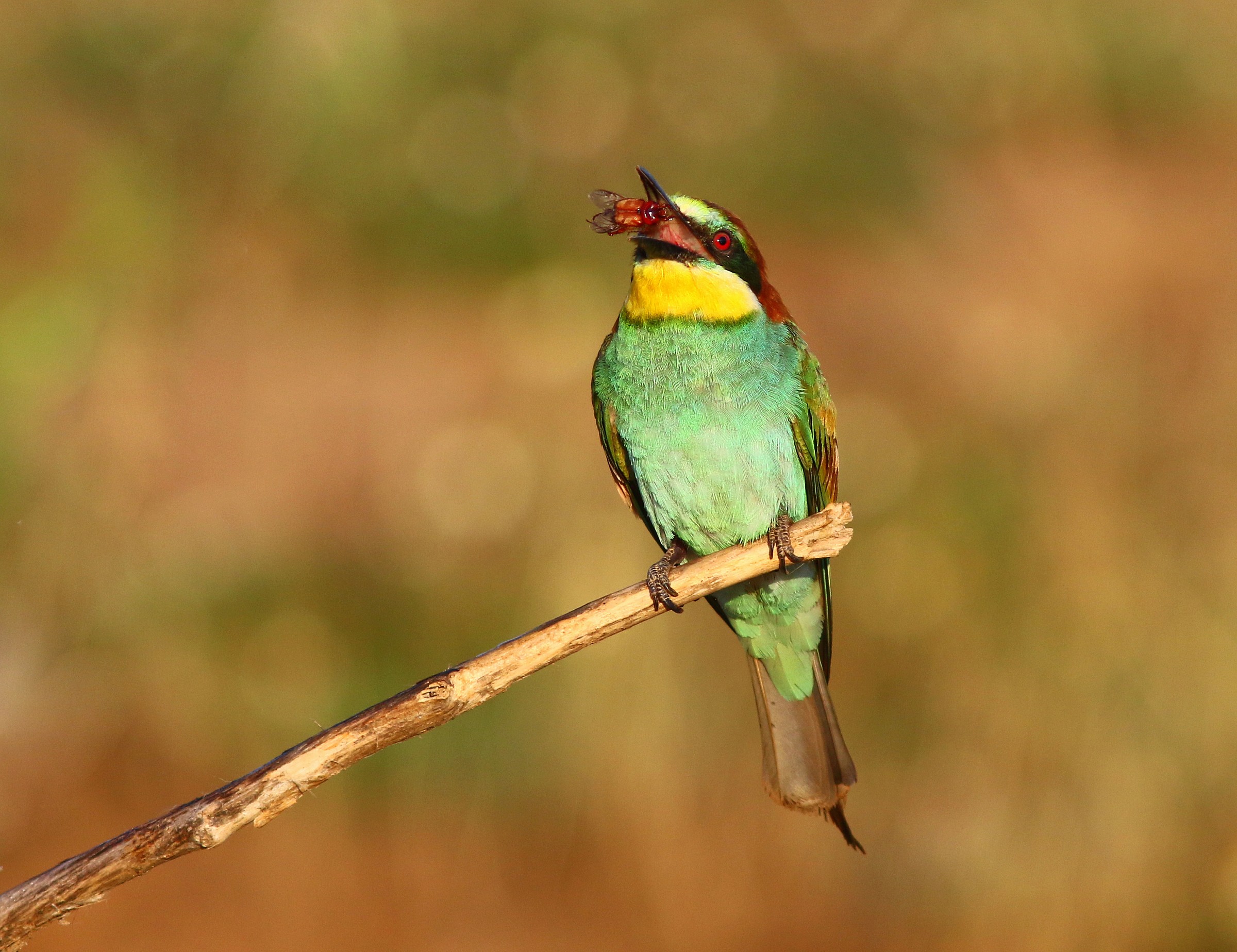 One ... two ... three .... opla '