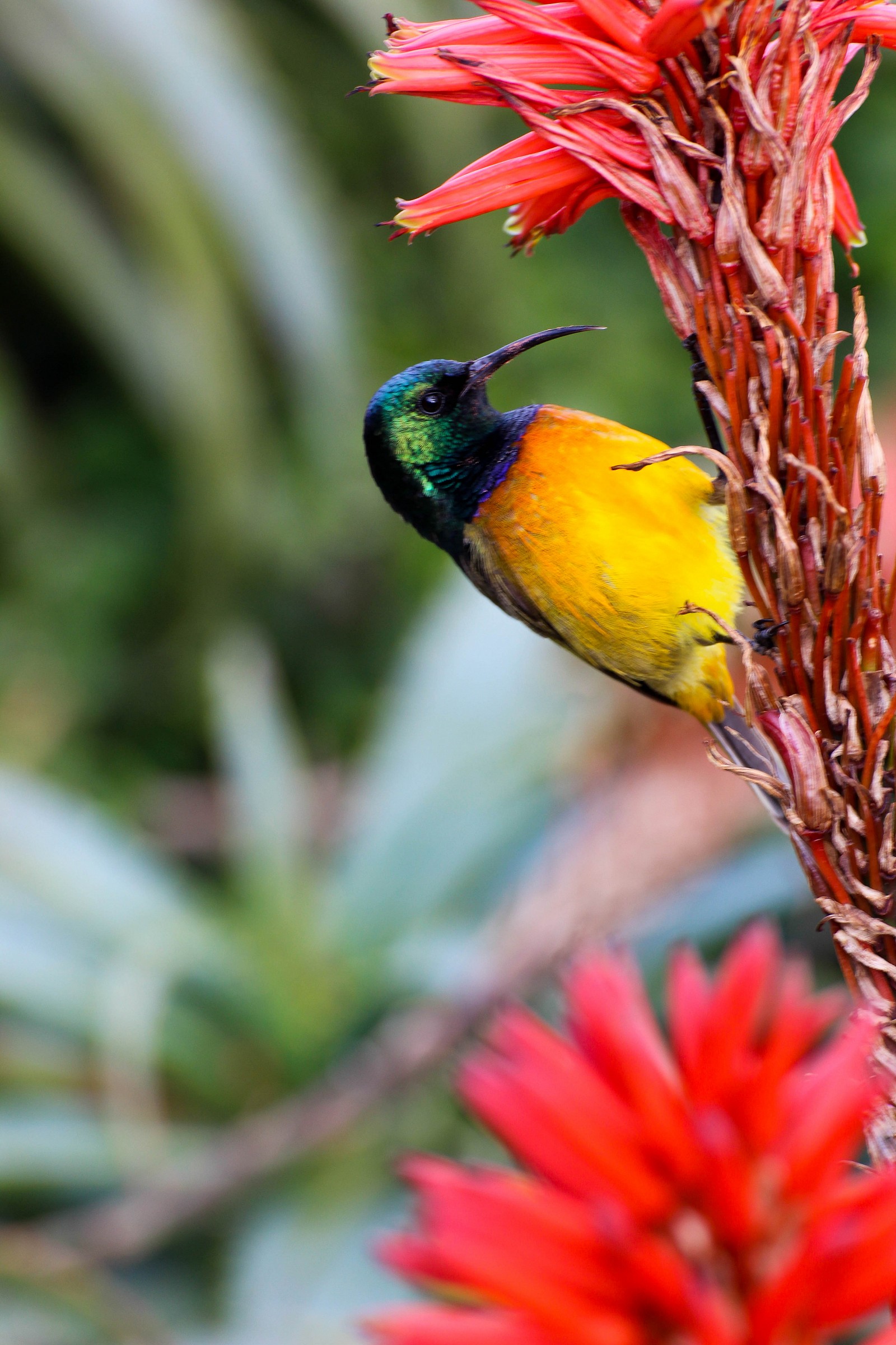 Nettarina ventrearancio