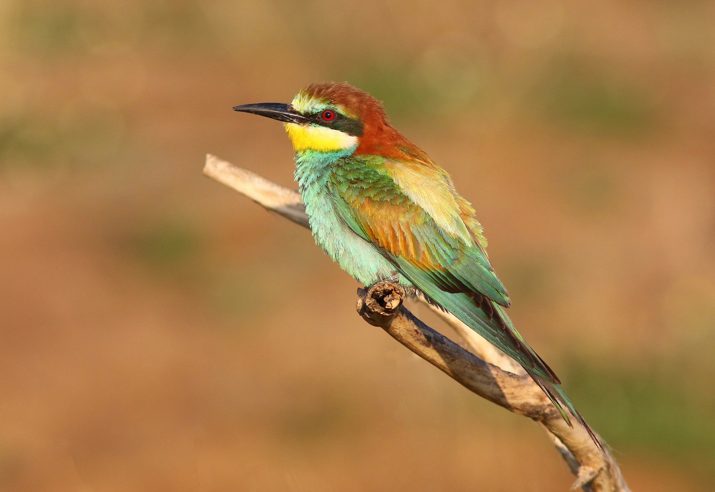 Portrait of a bee-eater