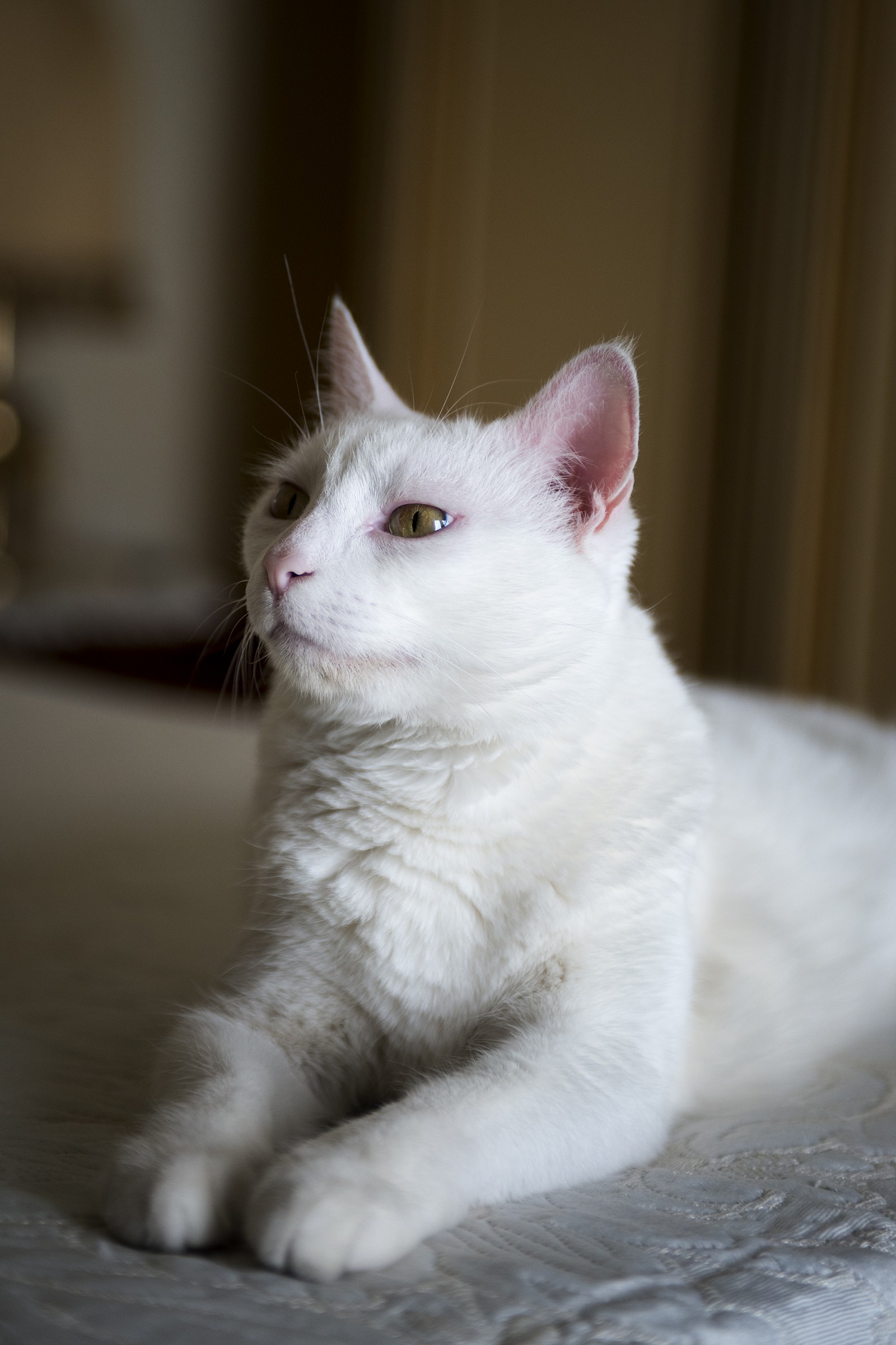 Eva ... I wish I was a Sphinx