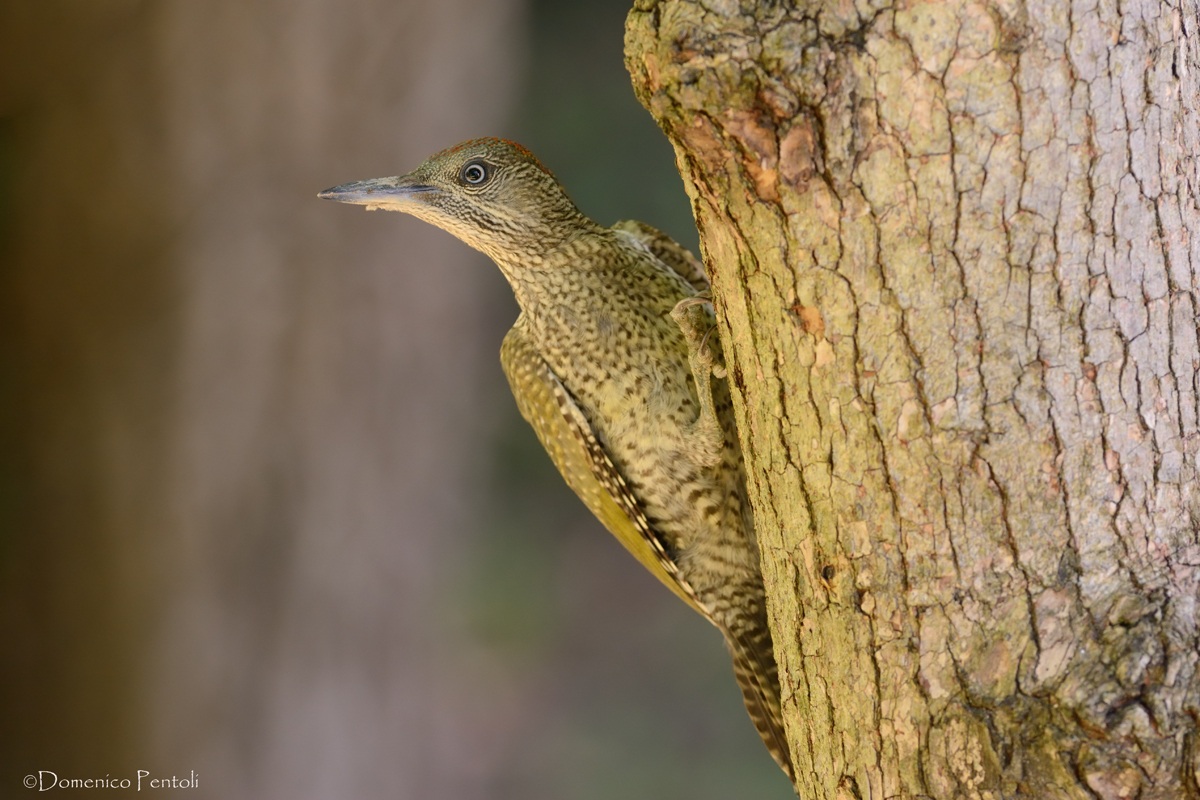 Juv. Green Woodpecker