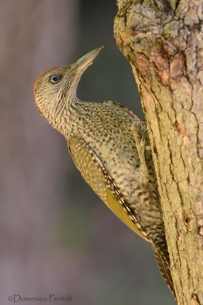 Jv. Green Woodpecker