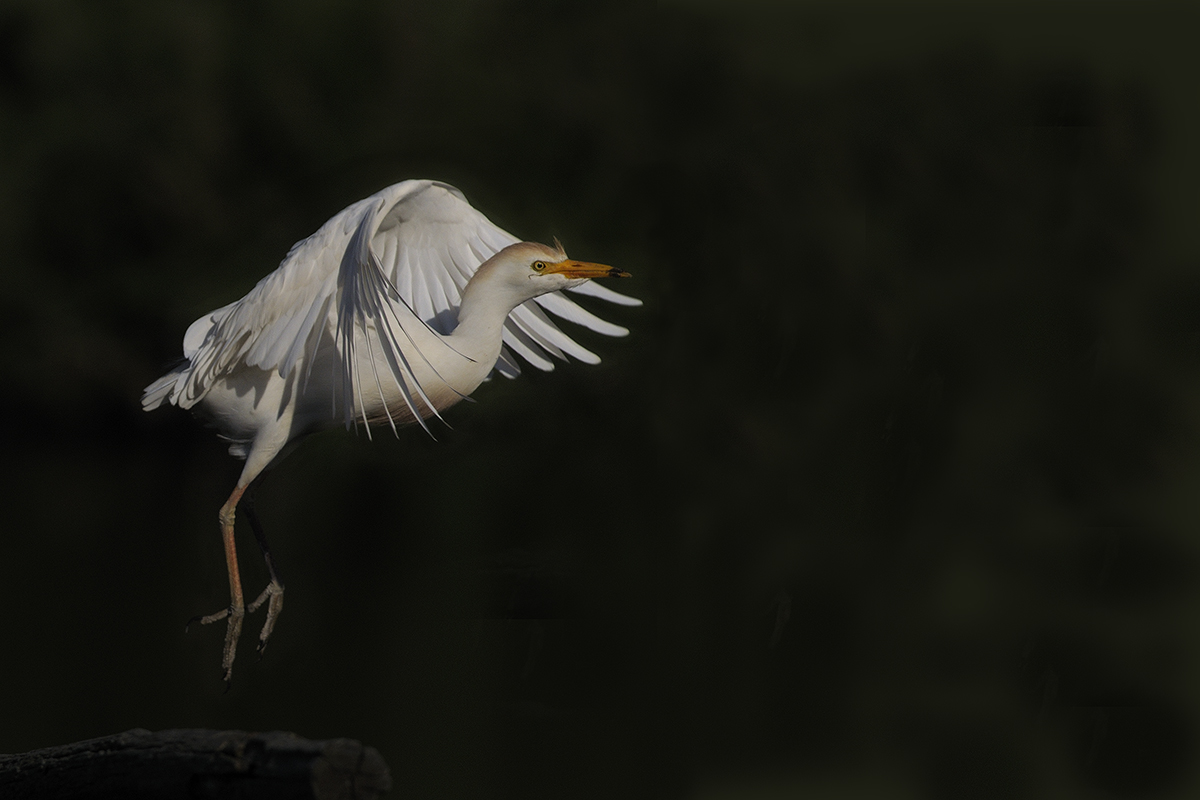 Heron Egret