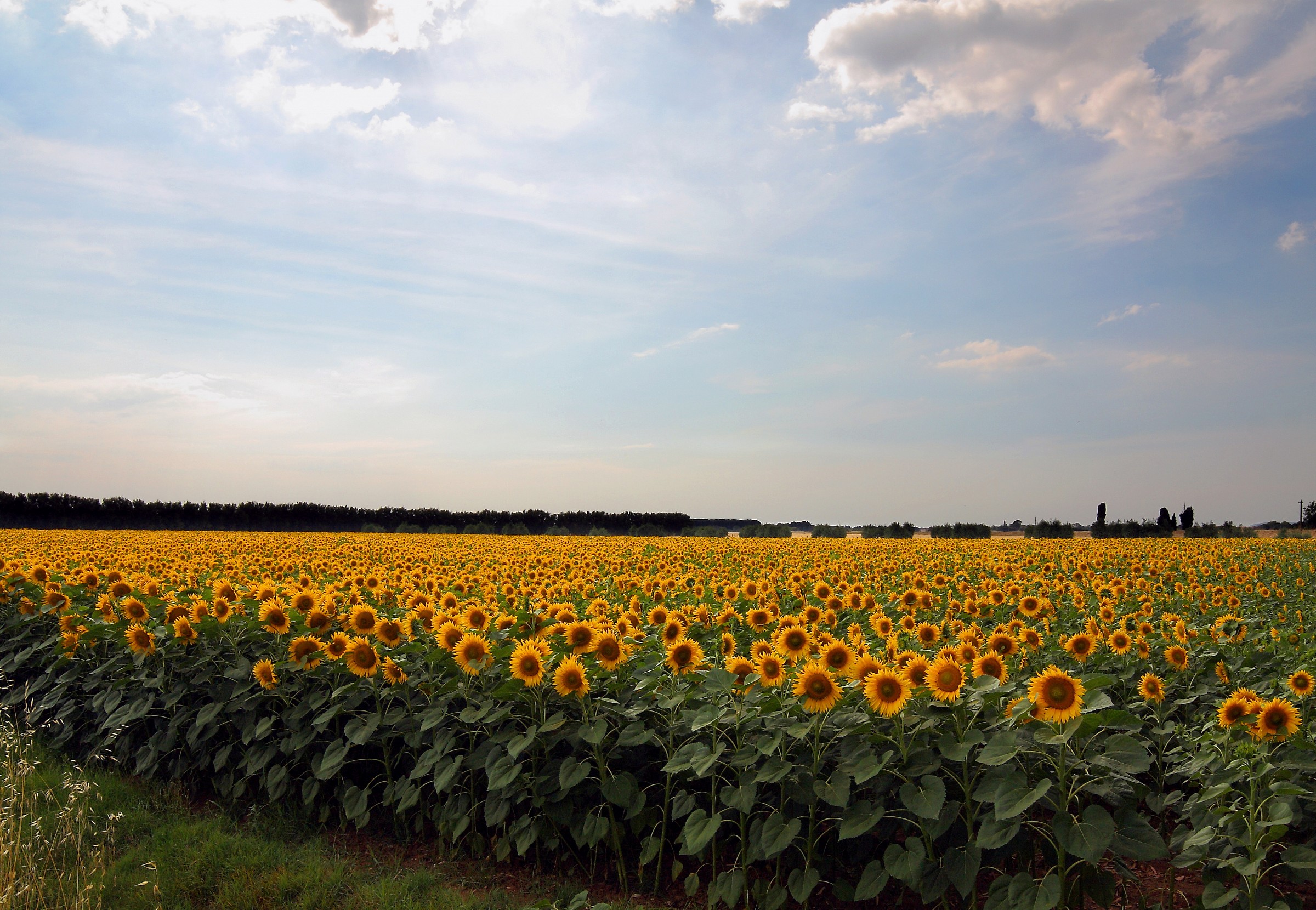 sunflowers