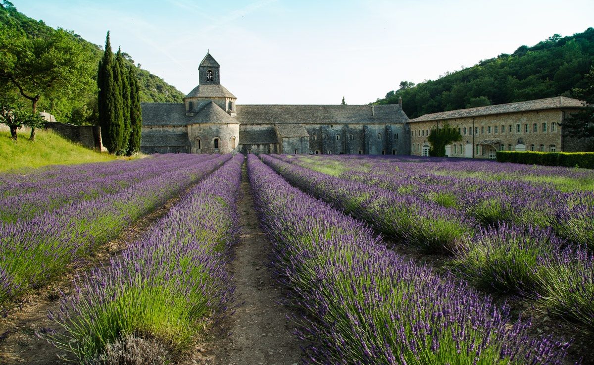 Lavanda all'Abbazia di Senanque