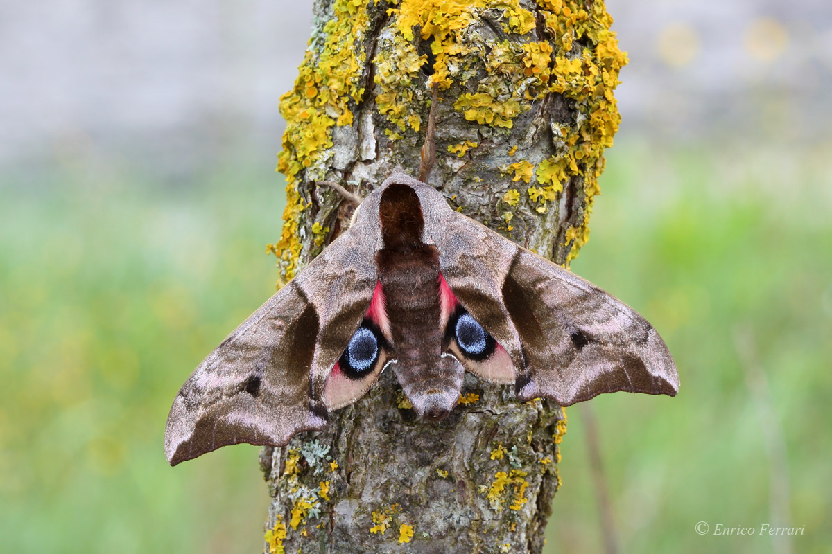 Smerinthus ocellatus