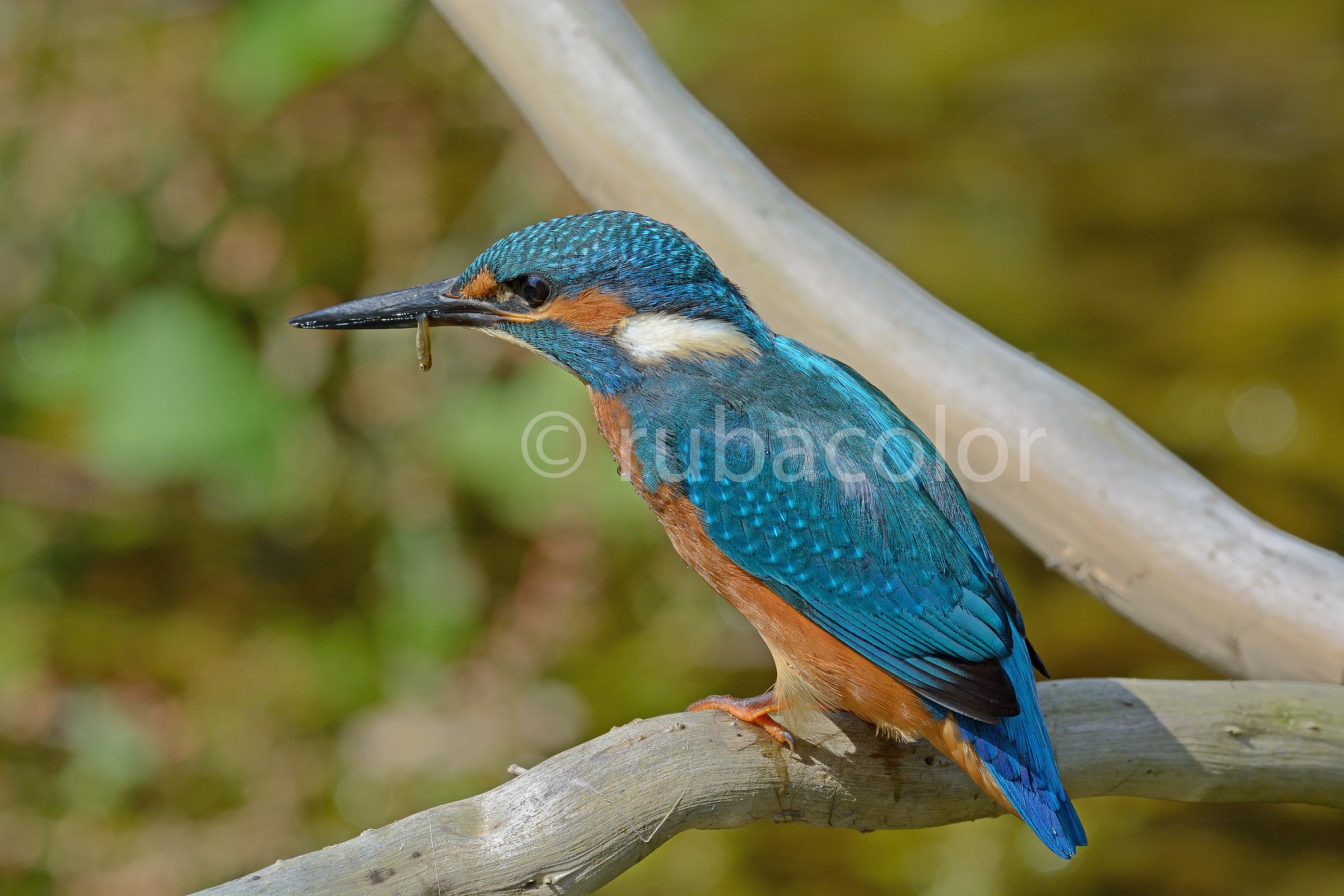 Magro bottino per il martino!!