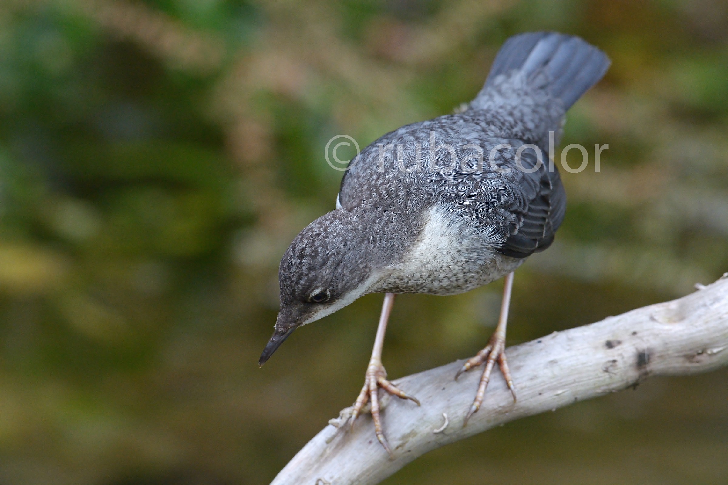 Giovane merlo acquaiolo