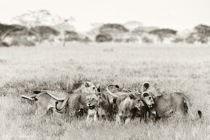 Ritratto di famiglia